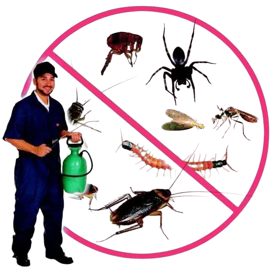 Anti termite treatment discount